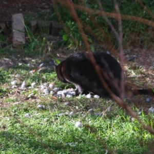 Platycercus elegans at Florey, ACT - 24 Jul 2019