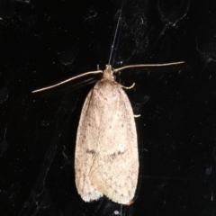 Eulechria convictella (Eulechria convictella) at Rosedale, NSW - 8 Jul 2019 by jb2602