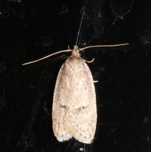 Eulechria convictella at Rosedale, NSW - 8 Jul 2019 08:33 PM