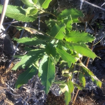 Lomatia ilicifolia (Holly Lomatia) at Wingecarribee Local Government Area - 18 Jul 2019 by Margot