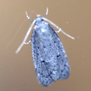 Oecophoridae provisional species 2 at Rosedale, NSW - 6 Jul 2019 08:22 PM