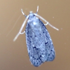 Oecophoridae provisional species 2 at Rosedale, NSW - 6 Jul 2019 08:22 PM