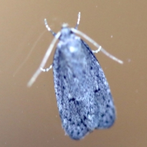 Oecophoridae provisional species 2 at Rosedale, NSW - 6 Jul 2019