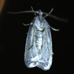 Oecophoridae provisional species 2 at Rosedale, NSW - 6 Jul 2019