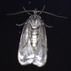 Oecophoridae provisional species 2 at Rosedale, NSW - 6 Jul 2019