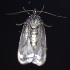 Oecophoridae provisional species 2 at Rosedale, NSW - 6 Jul 2019 08:22 PM