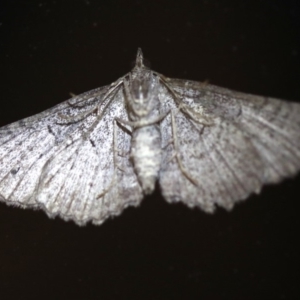 Geometridae (family) at Rosedale, NSW - 6 Jul 2019 08:22 PM