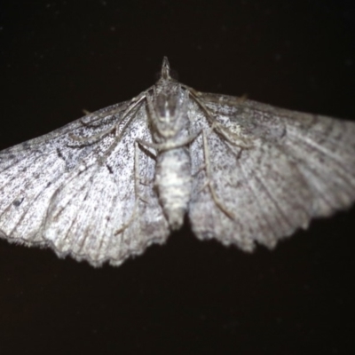Geometridae (family) ADULT at Rosedale, NSW - 6 Jul 2019 by jb2602