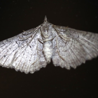 Geometridae (family) (Unidentified geometer or looper moths) at Rosedale, NSW - 6 Jul 2019 by jb2602