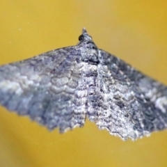 Geometridae (family) ADULT at Rosedale, NSW - 6 Jul 2019 08:22 PM