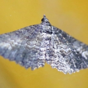 Geometridae (family) at Rosedale, NSW - 6 Jul 2019 08:22 PM