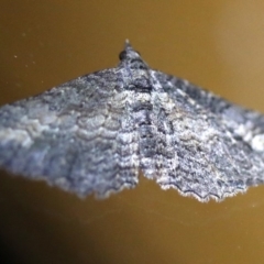 Geometridae (family) ADULT at Rosedale, NSW - 6 Jul 2019 08:22 PM