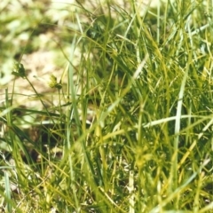 Carex inversa at Conder, ACT - 23 Dec 2007