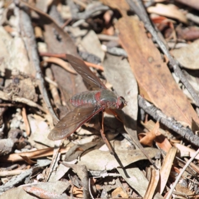 Comptosia sp. (genus) (Unidentified Comptosia bee fly) at ANBG - 22 Nov 2017 by TimL