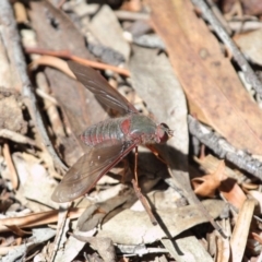 Comptosia sp. (genus) at Acton, ACT - 22 Nov 2017