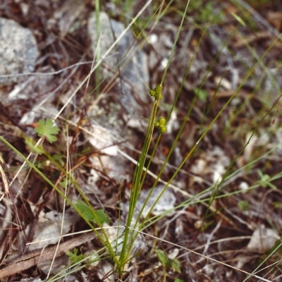 Carex inversa (Knob Sedge) at Conder, ACT - 26 Nov 1999 by michaelb