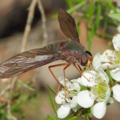 Comptosia sp. (genus) (Unidentified Comptosia bee fly) at Hackett, ACT - 21 Nov 2017 by TimL