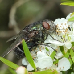 Rutilia (Donovanius) sp. (genus & subgenus) (A Bristle Fly) at ANBG - 21 Nov 2017 by TimL