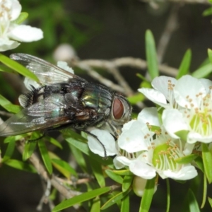 Rutilia (Donovanius) sp. (genus & subgenus) at Hackett, ACT - 22 Nov 2017