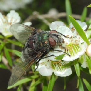 Rutilia (Donovanius) sp. (genus & subgenus) at Hackett, ACT - 22 Nov 2017