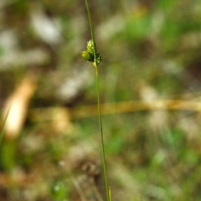 Carex inversa (Knob Sedge) at Conder, ACT - 31 Oct 2000 by MichaelBedingfield