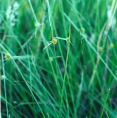 Cyperus sphaeroideus (Scented Sedge) at Banks, ACT - 4 Dec 2000 by michaelb