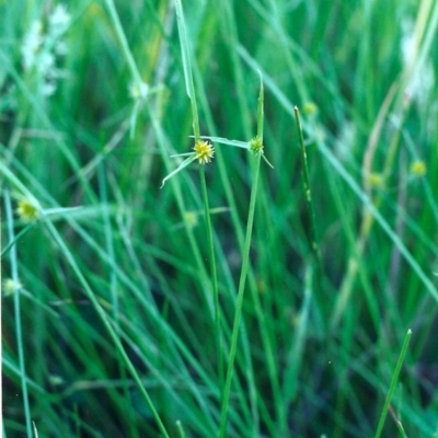 Cyperus sphaeroideus (Scented Sedge) at Rob Roy Range - 4 Dec 2000 by michaelb