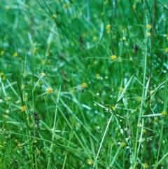 Cyperus sphaeroideus (Scented Sedge) at Theodore, ACT - 6 Dec 2000 by michaelb