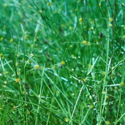 Cyperus sphaeroideus (Scented Sedge) at Tuggeranong Hill - 6 Dec 2000 by michaelb