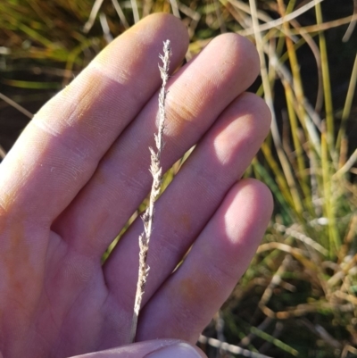 Carex appressa (Tall Sedge) at Amaroo, ACT - 2 Jul 2019 by nath_kay