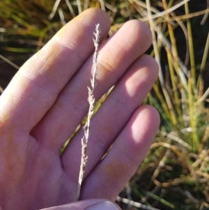 Carex appressa at Amaroo, ACT - 3 Jul 2019