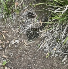 Morelia spilota mcdowelli at Doonan, QLD - 28 Aug 2018 04:59 PM