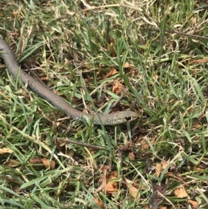 Demansia psammophis at Doonan, QLD - 22 Sep 2018