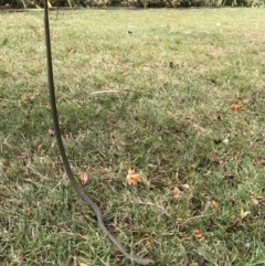 Demansia psammophis at Doonan, QLD - 22 Sep 2018 11:31 AM