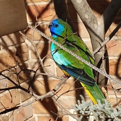 Neophema splendida (Scarlet-chested Parrot) at Hughes, ACT - 15 Jul 2019 by ruthkerruish