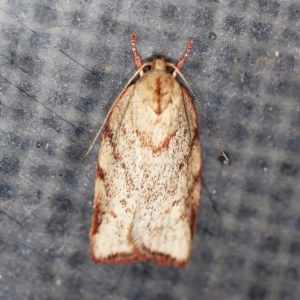 Euchaetis inceptella at O'Connor, ACT - 8 Oct 2018