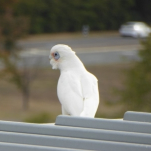 Cacatua sanguinea at Reid, ACT - 2 May 2018