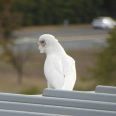 Cacatua sanguinea (Little Corella) at Reid, ACT - 2 May 2018 by AndyRussell