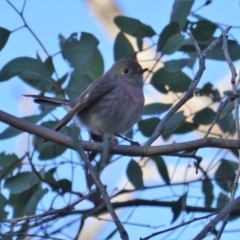 Petroica rosea (Rose Robin) at Red Hill Nature Reserve - 24 Jul 2019 by JackyF