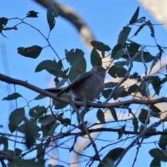 Petroica rosea at Deakin, ACT - 24 Jul 2019