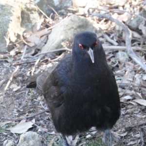 Corcorax melanorhamphos at Deakin, ACT - 24 Jul 2019 03:42 PM