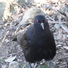Corcorax melanorhamphos (White-winged Chough) at Deakin, ACT - 24 Jul 2019 by JackyF
