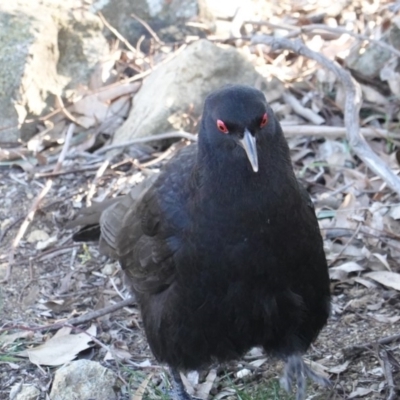 Corcorax melanorhamphos (White-winged Chough) at Deakin, ACT - 24 Jul 2019 by JackyF