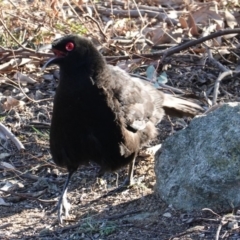 Corcorax melanorhamphos at Deakin, ACT - 24 Jul 2019