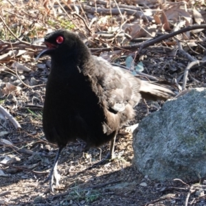 Corcorax melanorhamphos at Deakin, ACT - 24 Jul 2019 03:42 PM