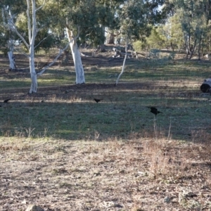 Corcorax melanorhamphos at Deakin, ACT - 24 Jul 2019 03:42 PM