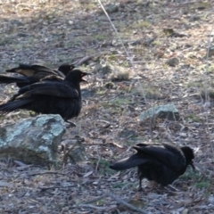 Corcorax melanorhamphos at Deakin, ACT - 24 Jul 2019 03:42 PM