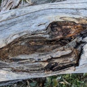 Papyrius nitidus at Deakin, ACT - 24 Jul 2019