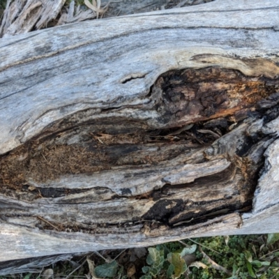 Papyrius nitidus (Shining Coconut Ant) at Deakin, ACT - 24 Jul 2019 by JackyF