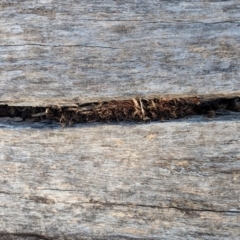 Papyrius nitidus at Deakin, ACT - 24 Jul 2019